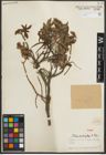 Foto von Salix oritrepha C. K. Schneid.